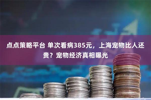 点点策略平台 单次看病385元，上海宠物比人还贵？宠物经济真相曝光